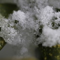写真: 雪の結晶