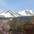 山桜と雪山