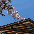 写真: 山桜満開