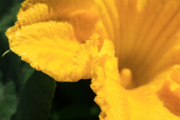 写真: カボチャの花