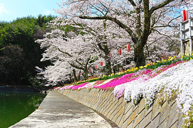 写真: 桜満開１