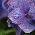 写真: 雨上がりの紫陽花