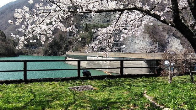 写真: 桜満開