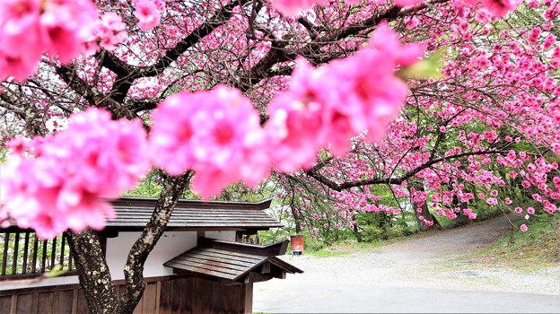 写真: 諏訪大社の桜４