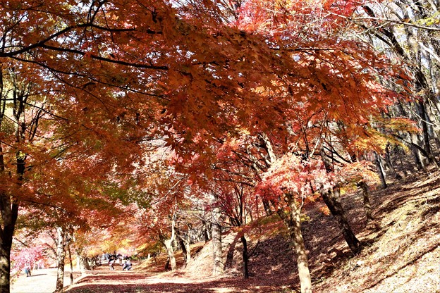 写真: 紅葉並木道