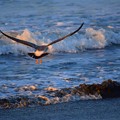 写真: 飛び立つカモメ@湘南・鵠沼海岸 #湘南 #藤沢 #海 #波 #wave #surfing #mysky #鳥