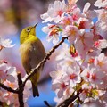玉縄桜とメジロ #湘南 #鎌倉 #kamakura #花 #flower #桜 #鳥 #bird #animal