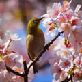 満開の桜とメジロ #湘南 #鎌倉 #kamakura #花 #flower #桜 #鳥 #bird #animal
