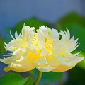 写真: 黄色の大賀蓮 #湘南 #鎌倉 #shonan #kamakura #花 #flower #大賀蓮 #lotus #mysky