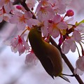 玉縄桜とメジロ #湘南 #鎌倉 #kamakura #flower #花 #mysky #桜 #cherryblossom #メジロ #bird #鳥 #animal