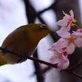 玉縄桜の蜜を吸うメジロ  #湘南 #鎌倉 #kamakura #flower #花 #mysky #桜 #cherryblossom #メジロ #bird #鳥 #animal