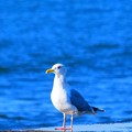 佇むカモメ＠湘南・鵠沼海岸 #湘南 #藤沢 #海 #波 #wave #surfing #mysky #カモメ #鳥 #bird #seagull #animal