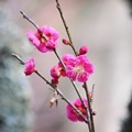 写真: 光則寺の紅梅 #湘南 #鎌倉 #kamakura #寺 #temple #花 #flower #musky