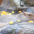 伊豆シャボテン公園のカピバラ #伊豆 #伊豆高原 #animal #zoo #カピバラ #capybara
