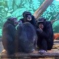 写真: チンパンジー #伊豆 #伊豆高原 #animal #zoo #chimpansee #チンパンジー
