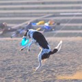 フリスビーワンコ@湘南・鵠沼海岸 #湘南 #藤沢 #海 #波 #wave #surfing #dog #sea #animal #犬