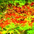 写真: 美しい長谷寺の紅葉ライトアップ #鎌倉 #kamakura #寺 #temple #長谷寺 #ライトアップ #紅葉 #autumnleaves