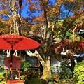 海蔵寺境内 #湘南 #鎌倉 #寺 #kamakura #temple #mysky #autumnleaves #花 #flower