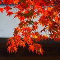 色づく海蔵寺の紅葉 #湘南 #鎌倉 #寺 #kamakura #temple #mysky #autumnleaves #花 #flower