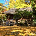 高徳院観音堂 #湘南 #鎌倉 #寺 #紅葉 #autumnleaves #temple