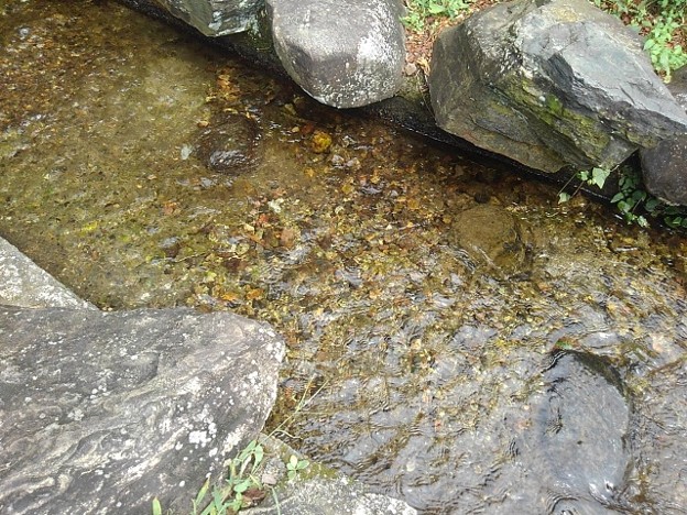 写真: 涼しげな烏ヶ森公園の人工の小川