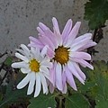 写真: 白とピンクの花（12月1日）