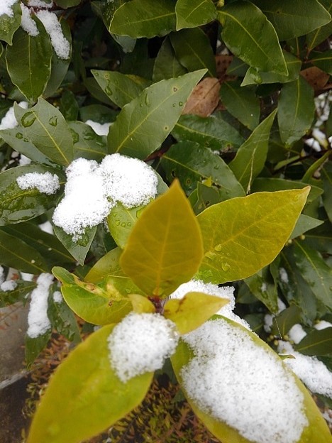写真: 緑の葉と雪（12月17日）