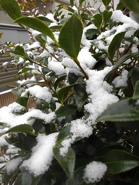 写真: サザンカの葉と雪（12月17日）