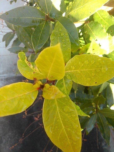 写真: 黄緑の葉（1月13日）