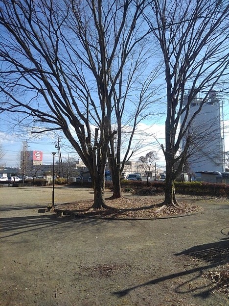 写真: 公園の木（1月18日）