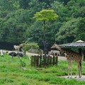 Photos: 秋吉台から引っ越してきて1年、キリンのカナちゃんの雨宿りもすっかり安佐スタイルにwww