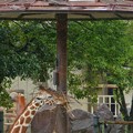 Photos: L字フック部分が除去され、新金具で枝葉が吊られていました。2015.09.06 ＠安佐