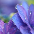 紫の陽の花