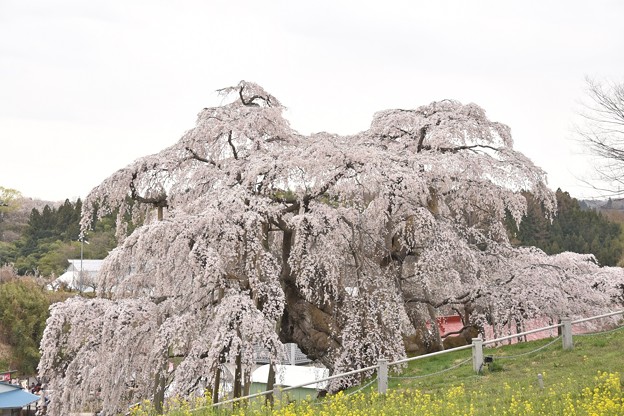 写真: 三春の滝桜