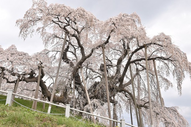 写真: 三春の滝桜