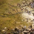 写真: 咲き始めの松川沿いの桜
