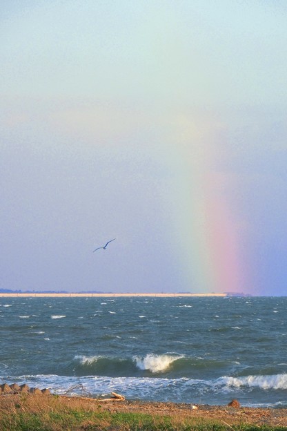 写真: 虹とカモメ