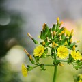 写真: 美し野草 ” オニタビラコ”