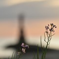 写真: ハマダイコンと灯台