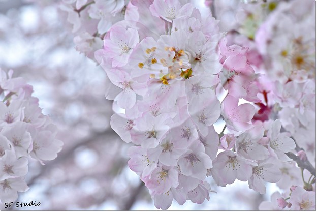 写真: Sakura in 桜