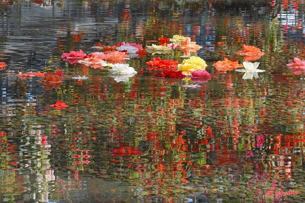 写真: 花の泉