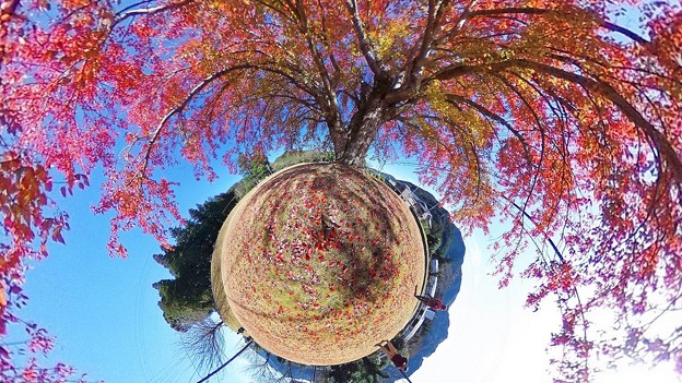 Photos: リトルプラネット ”巨木の花の木”