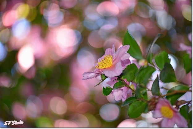 写真: 山茶花の楽園