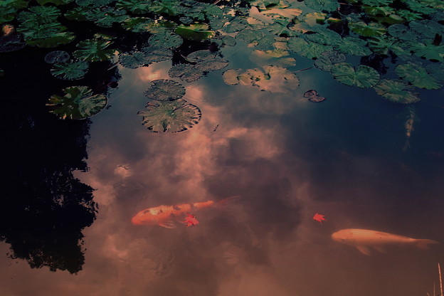 写真: 池のとばり