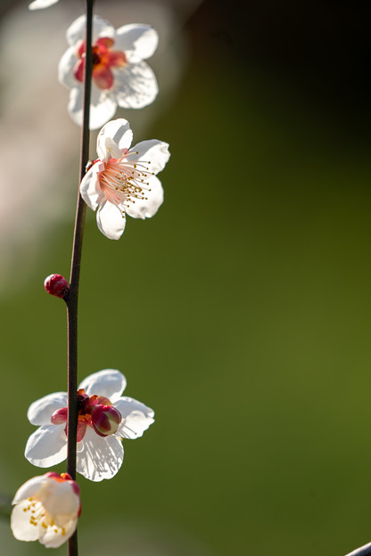 写真: 梅の花２