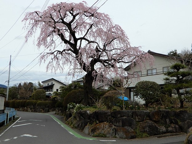 写真: 天神様の枝垂れ桜-02