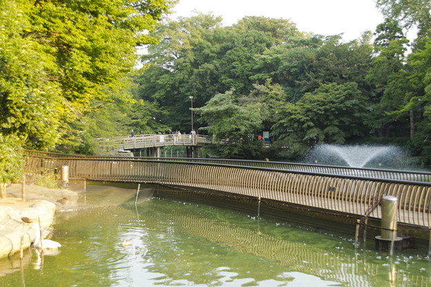 写真: 狛江橋を眺む [井の頭自然文化園]