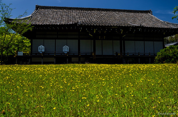 写真: 「花咲く」 勧修寺 - 京都