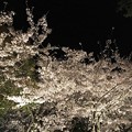 写真: 『桜咲楽』2018年フォトコン応募作品