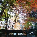 写真: 神社〜紅葉日和　２